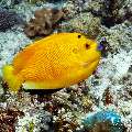 Threespot angelfish (Apolemichthys trimaculatus), photo taken in Maldives, Male Atoll, South Male Atoll, n/a