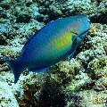 , photo taken in Maldives, Male Atoll, South Male Atoll, n/a