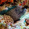 Honeycomb Moray (Gymnothorax favagineus), photo taken in Maldives, Male Atoll, South Male Atoll, n/a