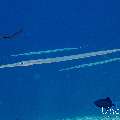 Cornetfish (Fistularia commersonii), photo taken in Maldives, Male Atoll, South Male Atoll, n/a