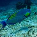, photo taken in Maldives, Male Atoll, South Male Atoll, n/a