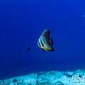 , photo taken in Maldives, Male Atoll, South Male Atoll, n/a