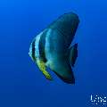 , photo taken in Maldives, Male Atoll, South Male Atoll, n/a