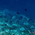 White Tip Reefshark (Triaenodon obesus), photo taken in Maldives, Male Atoll, South Male Atoll, n/a