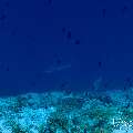 , photo taken in Maldives, Male Atoll, South Male Atoll, n/a