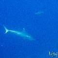 Grey Reefshark (Carcharhinus amblyrhynchos), White Tip Reefshark (Triaenodon obesus), photo taken in Maldives, Male Atoll, South Male Atoll, n/a