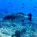 , photo taken in Maldives, Male Atoll, South Male Atoll, n/a