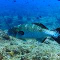 , photo taken in Maldives, Male Atoll, South Male Atoll, n/a