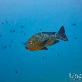 Midnight Snapper (Macolor macularis), photo taken in Maldives, Male Atoll, South Male Atoll, n/a