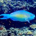 , photo taken in Maldives, Male Atoll, South Male Atoll, n/a