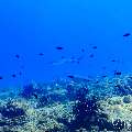 , photo taken in Maldives, Male Atoll, South Male Atoll, n/a