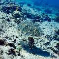 Hawksbill Sea Turtle (Eretmochelys imbricata), photo taken in Maldives, Male Atoll, South Male Atoll, n/a