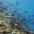 White Tip Reefshark (Triaenodon obesus), photo taken in Maldives, Male Atoll, South Male Atoll, Maafushi Corner