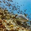 Giant trevally (Caranx ignobilis), photo taken in Maldives, Male Atoll, South Male Atoll, Maafushi Corner