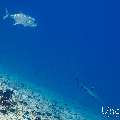 Giant trevally (Caranx ignobilis), White Tip Reefshark (Triaenodon obesus), photo taken in Maldives, Male Atoll, South Male Atoll, Maafushi Corner