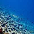 White Tip Reefshark (Triaenodon obesus), photo taken in Maldives, Male Atoll, South Male Atoll, Maafushi Corner