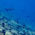 White Tip Reefshark (Triaenodon obesus), photo taken in Maldives, Male Atoll, South Male Atoll, Maafushi Corner