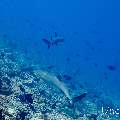 White Tip Reefshark (Triaenodon obesus), photo taken in Maldives, Male Atoll, South Male Atoll, Maafushi Corner