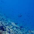 White Tip Reefshark (Triaenodon obesus), photo taken in Maldives, Male Atoll, South Male Atoll, Maafushi Corner