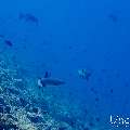 White Tip Reefshark (Triaenodon obesus), photo taken in Maldives, Male Atoll, South Male Atoll, Maafushi Corner