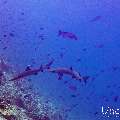 White Tip Reefshark (Triaenodon obesus), photo taken in Maldives, Male Atoll, South Male Atoll, Maafushi Corner