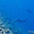 White Tip Reefshark (Triaenodon obesus), photo taken in Maldives, Male Atoll, South Male Atoll, Maafushi Corner