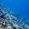 White Tip Reefshark (Triaenodon obesus), photo taken in Maldives, Male Atoll, South Male Atoll, Maafushi Corner