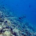 White Tip Reefshark (Triaenodon obesus), photo taken in Maldives, Male Atoll, South Male Atoll, Maafushi Corner