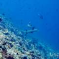 White Tip Reefshark (Triaenodon obesus), photo taken in Maldives, Male Atoll, South Male Atoll, Maafushi Corner
