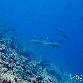 White Tip Reefshark (Triaenodon obesus), photo taken in Maldives, Male Atoll, South Male Atoll, Maafushi Corner