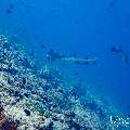 White Tip Reefshark (Triaenodon obesus), photo taken in Maldives, Male Atoll, South Male Atoll, Maafushi Corner