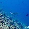 White Tip Reefshark (Triaenodon obesus), photo taken in Maldives, Male Atoll, South Male Atoll, Maafushi Corner