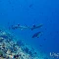 White Tip Reefshark (Triaenodon obesus), photo taken in Maldives, Male Atoll, South Male Atoll, Maafushi Corner