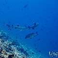 White Tip Reefshark (Triaenodon obesus), photo taken in Maldives, Male Atoll, South Male Atoll, Maafushi Corner