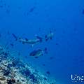 White Tip Reefshark (Triaenodon obesus), photo taken in Maldives, Male Atoll, South Male Atoll, Maafushi Corner