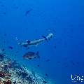 White Tip Reefshark (Triaenodon obesus), photo taken in Maldives, Male Atoll, South Male Atoll, Maafushi Corner