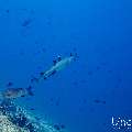 White Tip Reefshark (Triaenodon obesus), photo taken in Maldives, Male Atoll, South Male Atoll, Maafushi Corner