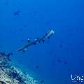 White Tip Reefshark (Triaenodon obesus), photo taken in Maldives, Male Atoll, South Male Atoll, Maafushi Corner