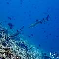 White Tip Reefshark (Triaenodon obesus), photo taken in Maldives, Male Atoll, South Male Atoll, Maafushi Corner
