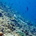 White Tip Reefshark (Triaenodon obesus), photo taken in Maldives, Male Atoll, South Male Atoll, Maafushi Corner