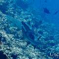 White Tip Reefshark (Triaenodon obesus), photo taken in Maldives, Male Atoll, South Male Atoll, Maafushi Corner