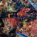 , photo taken in Maldives, Male Atoll, South Male Atoll, Maafushi Corner
