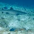 White Tip Reefshark (Triaenodon obesus), photo taken in Maldives, Male Atoll, South Male Atoll, Maafushi Corner