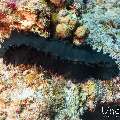 , photo taken in Maldives, Male Atoll, South Male Atoll, Maafushi Corner