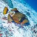 Titan Triggerfish (Balistoides viridescens), photo taken in Maldives, Male Atoll, South Male Atoll, Maafushi Corner
