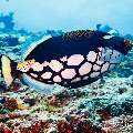 Clown triggerfish (Balistoides conspicillum), photo taken in Maldives, Male Atoll, South Male Atoll, Maafushi Corner