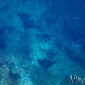 Ocellated eagle ray (Aetobatus ocellatus), photo taken in Maldives, Male Atoll, South Male Atoll, Guraidhu Corner