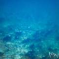 Grey Reefshark (Carcharhinus amblyrhynchos), photo taken in Maldives, Male Atoll, South Male Atoll, Guraidhu Corner