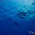 Spinner dolphin (Stenella longirostris), photo taken in Maldives, Male Atoll, South Male Atoll, Guraidhu Corner