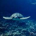 Green Sea Turtle (Chelonia mydas), photo taken in Maldives, Male Atoll, South Male Atoll, Guraidhu Corner